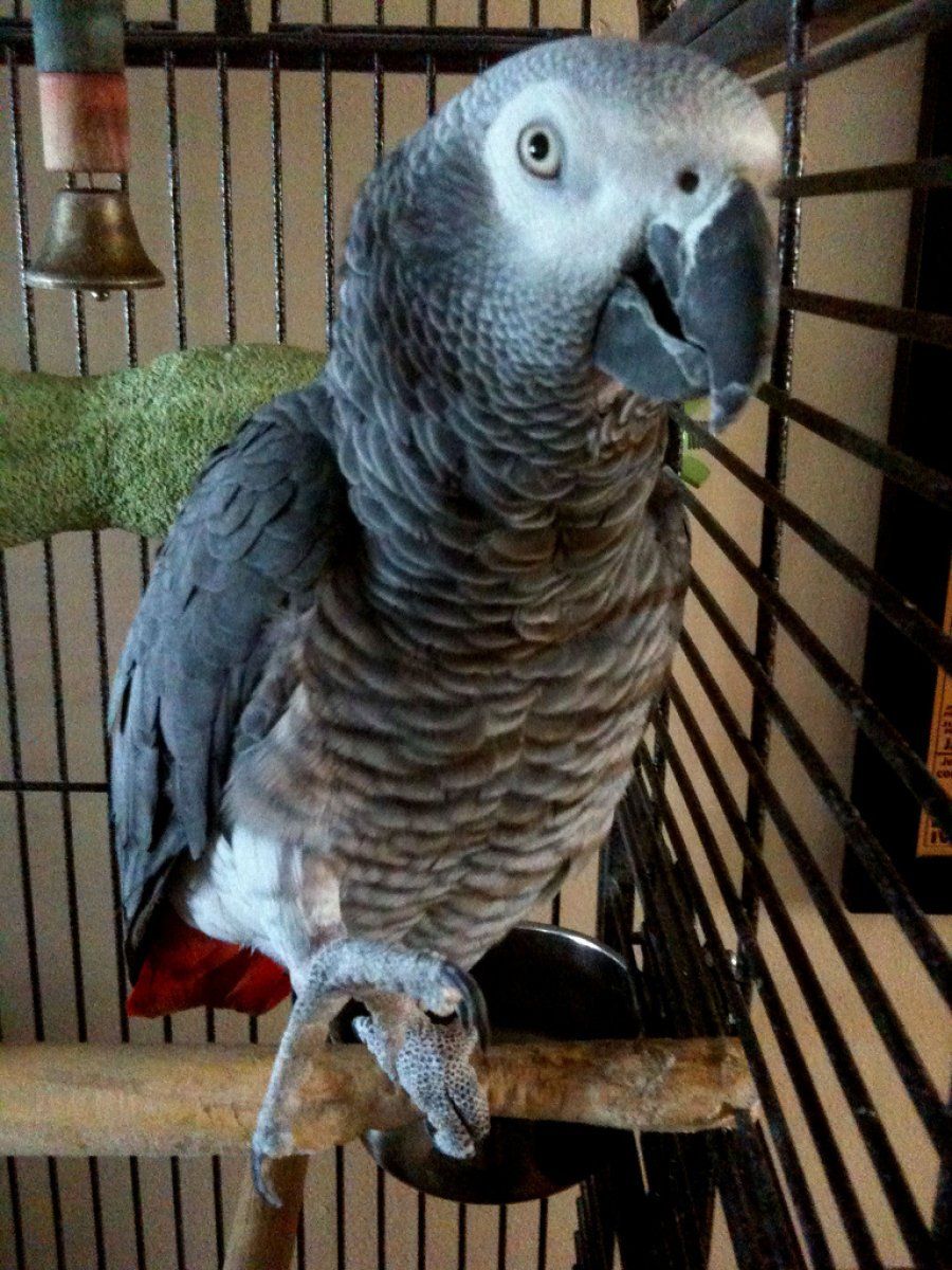 loro africano1