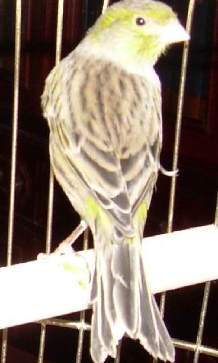 canario