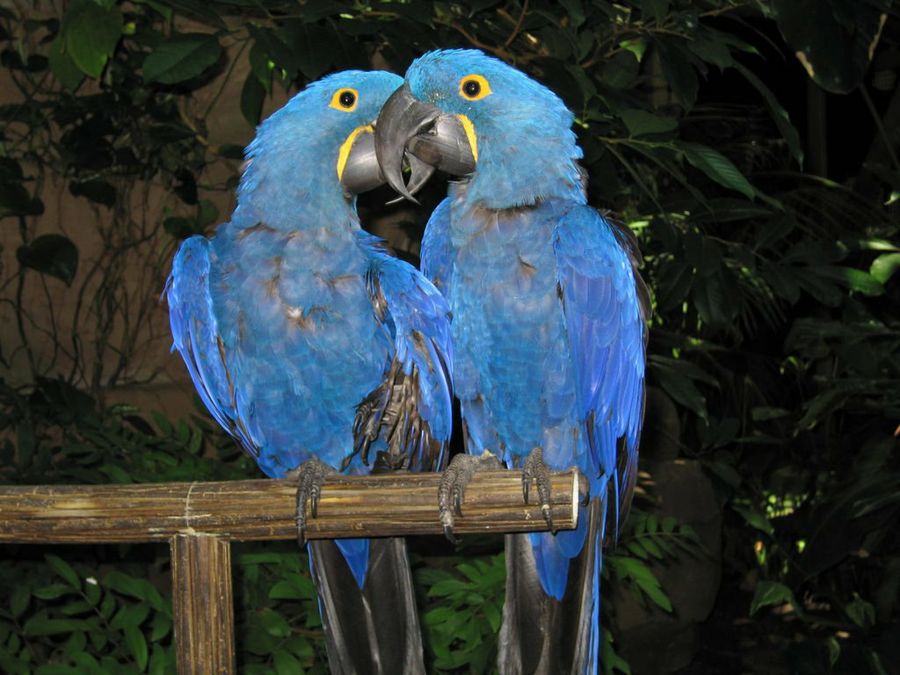 loro3