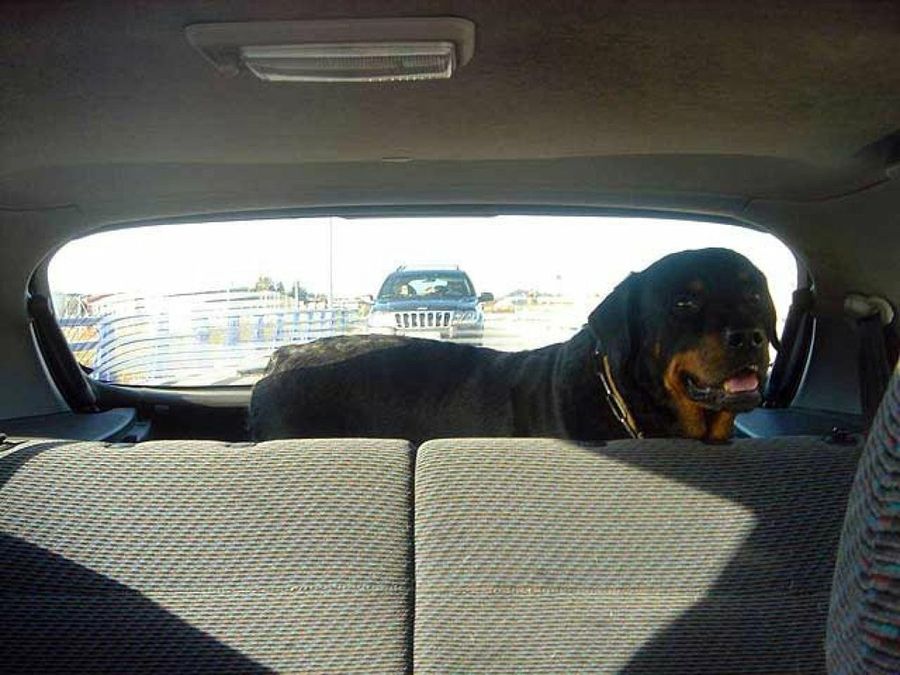 perro en la bandeja trasera del coche