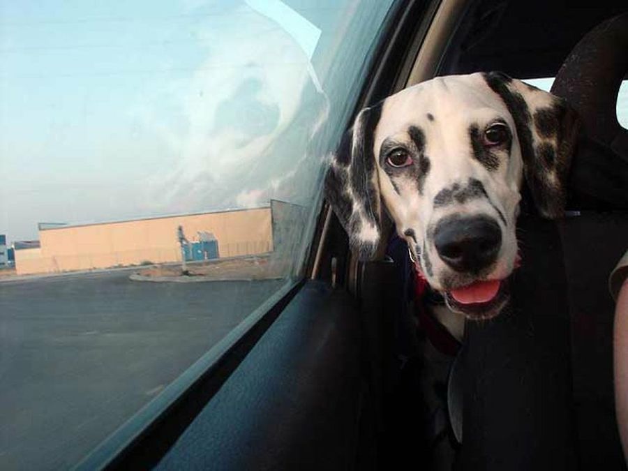 dálmata en el coche