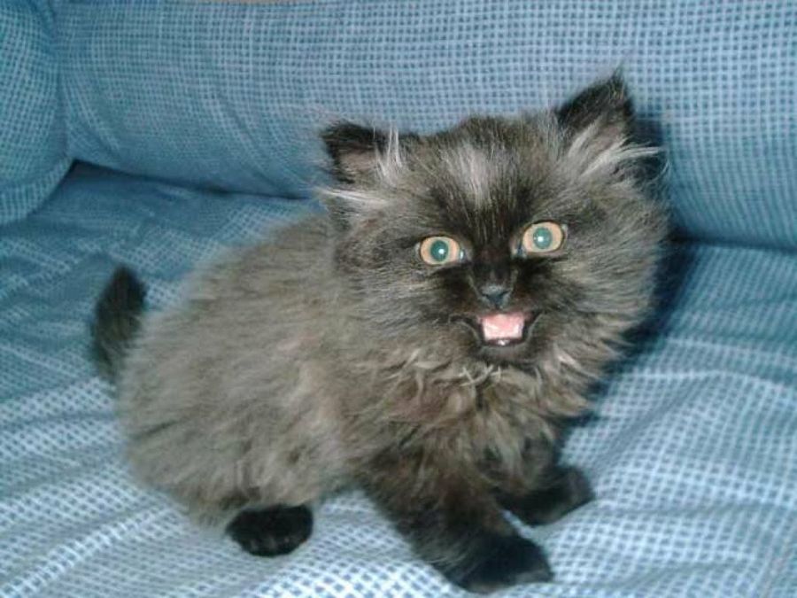 gatito en el sillón