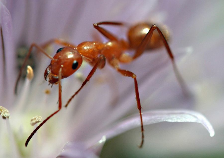 hormiga1