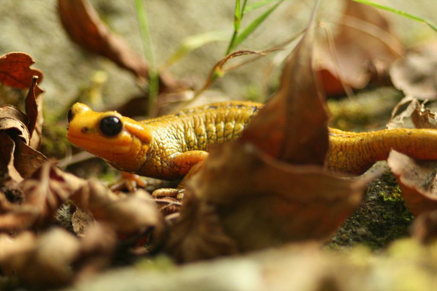salamandra4