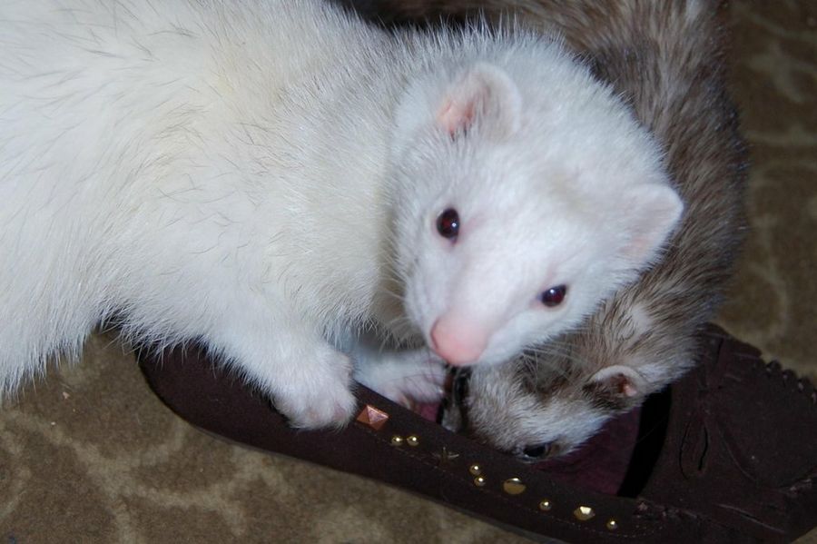 dos hurones y zapatos