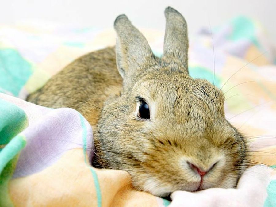 conejo en una manta