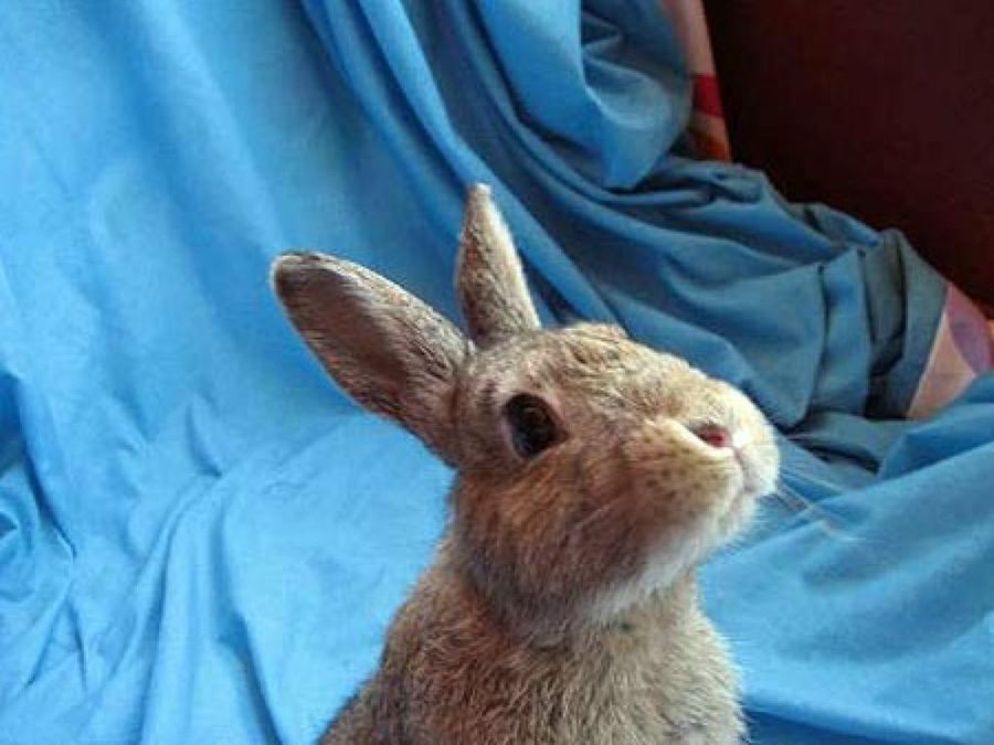 conejo en una sábana azul