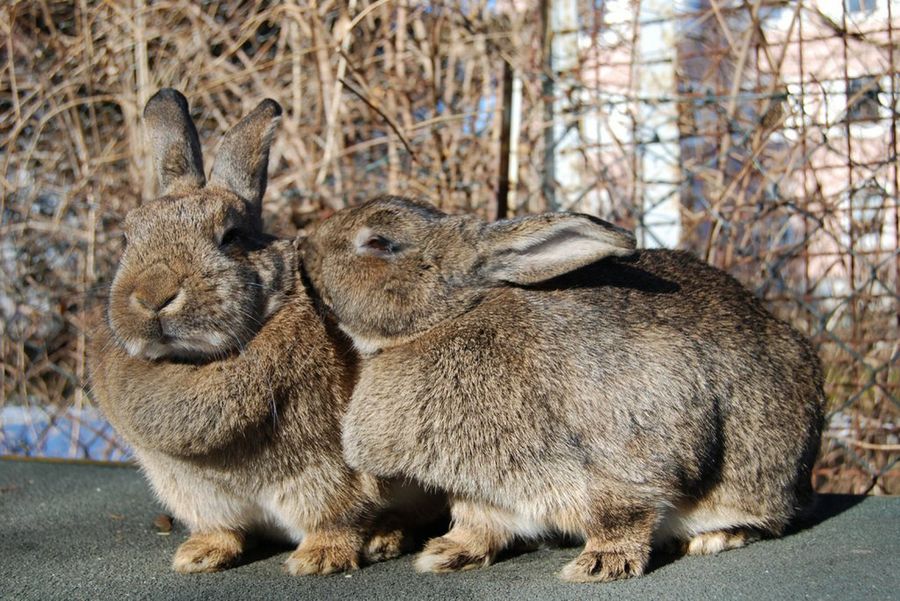 dos conejos