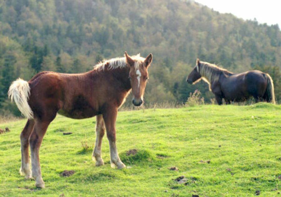 caballo en el campo