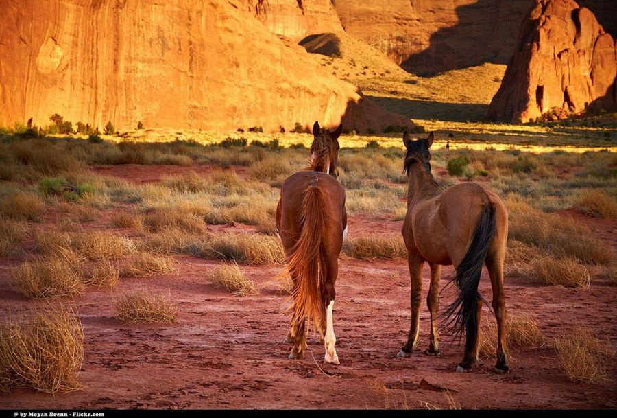 dos caballos marrones