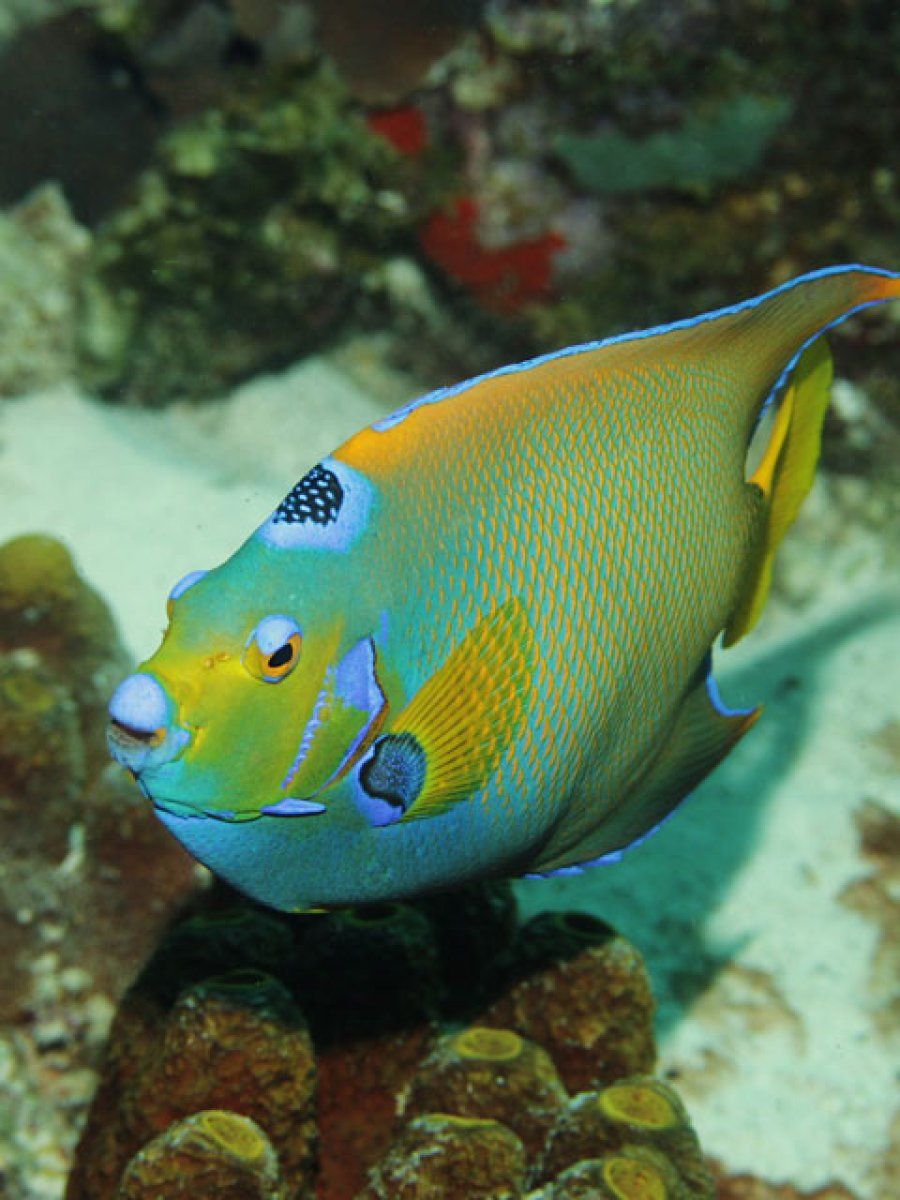 pez azul y amarillo