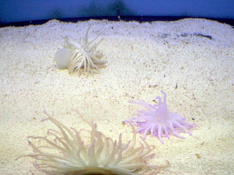 anémonas