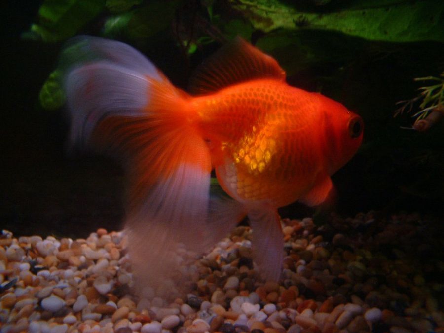 goldfish