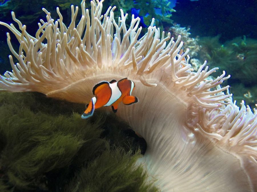 acuario2