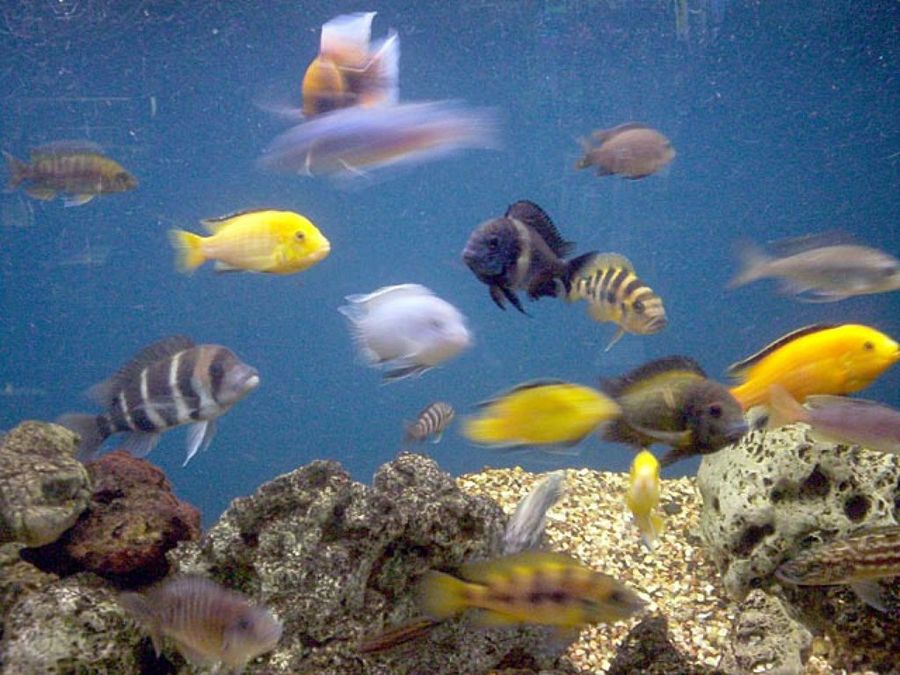 peces de colores