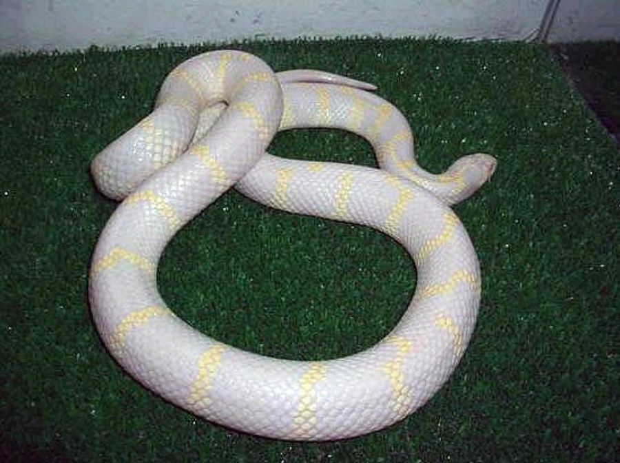 serpiente blanca