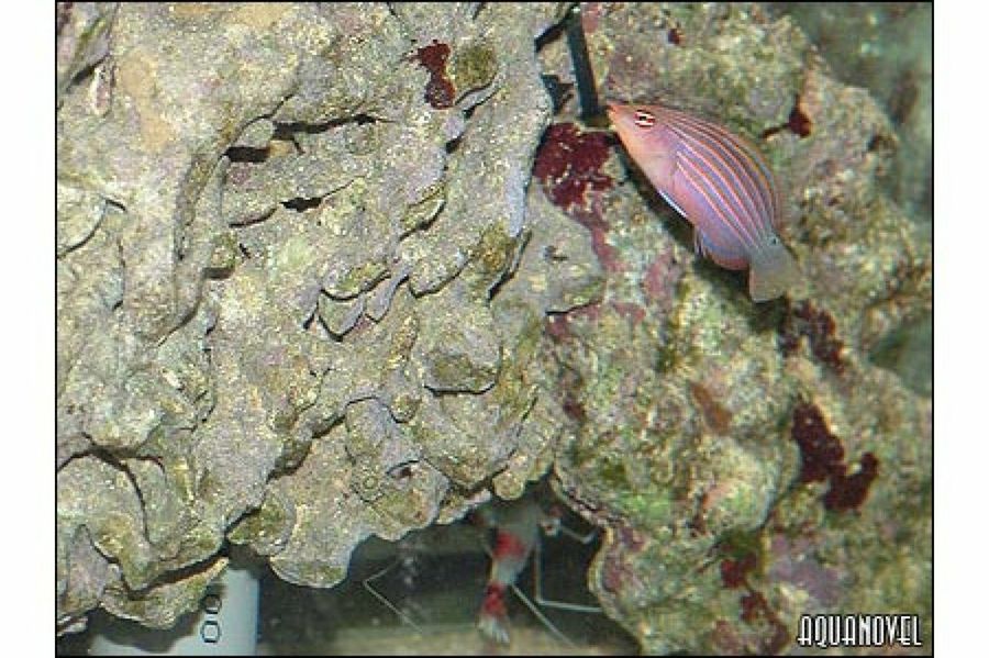 acuario