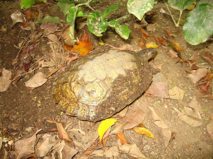 tortuga en el campo