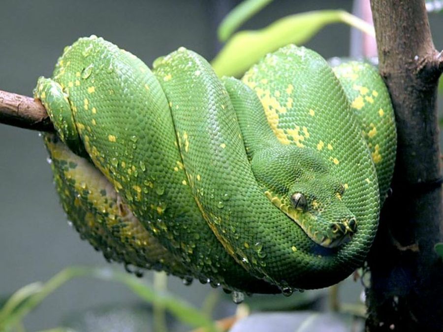 serpiente verde