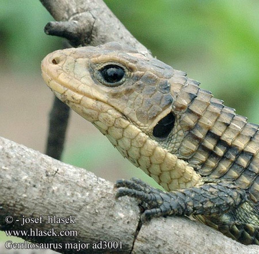 cara lagarto