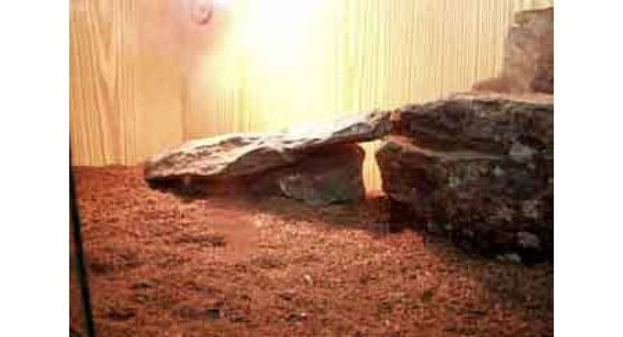 terrario