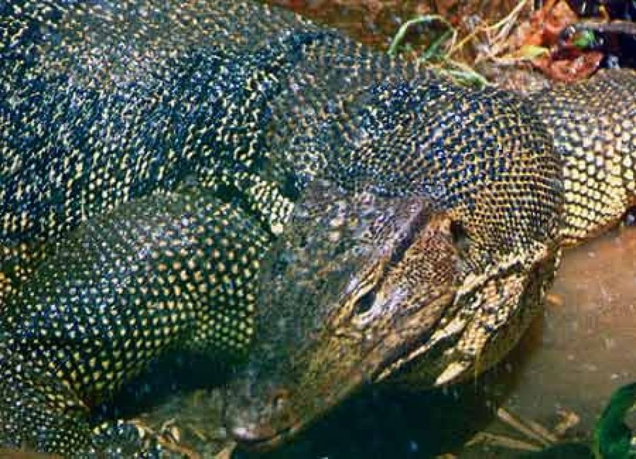 lagarto