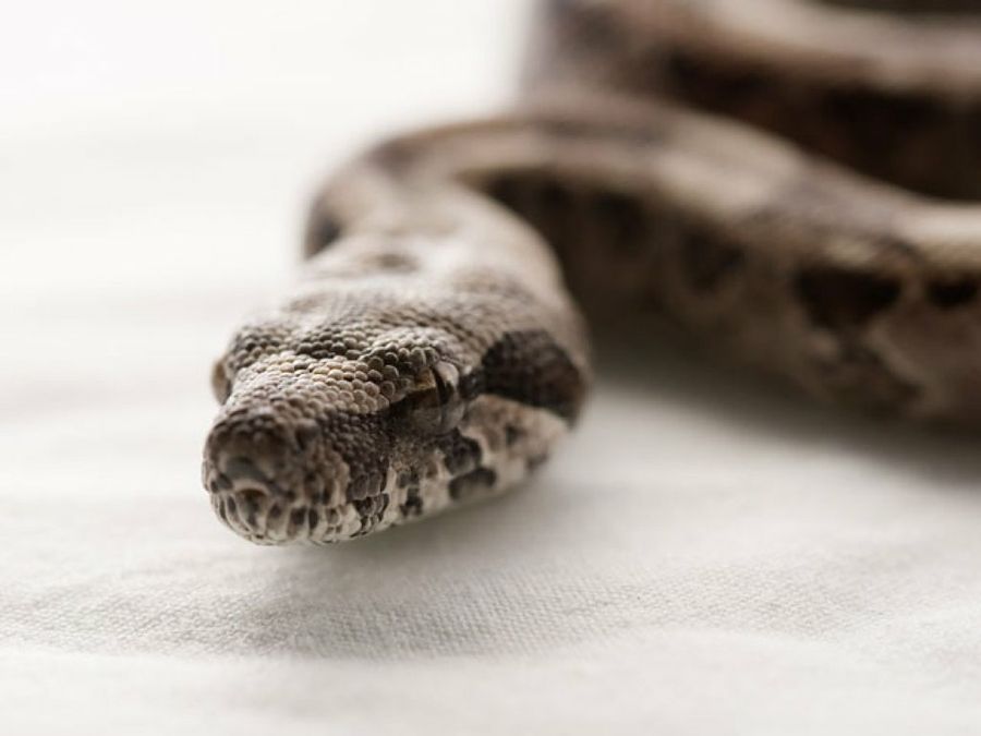 serpiente gris