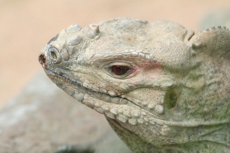 iguana