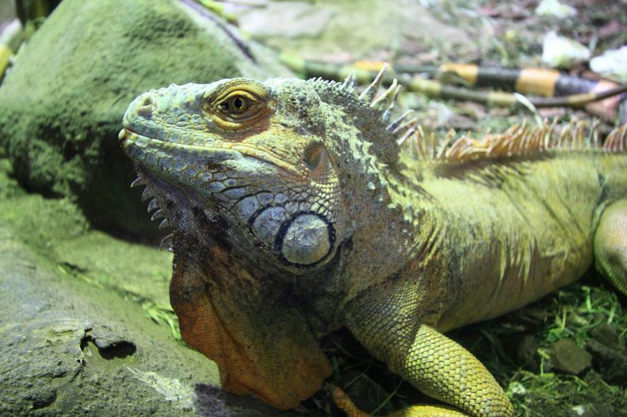 iguana