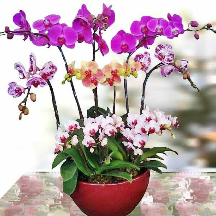 Дуга Для Орхидеи