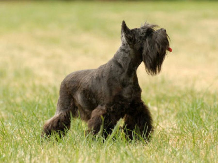 Schnauzer