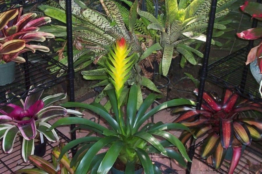 Bromelias Plantas