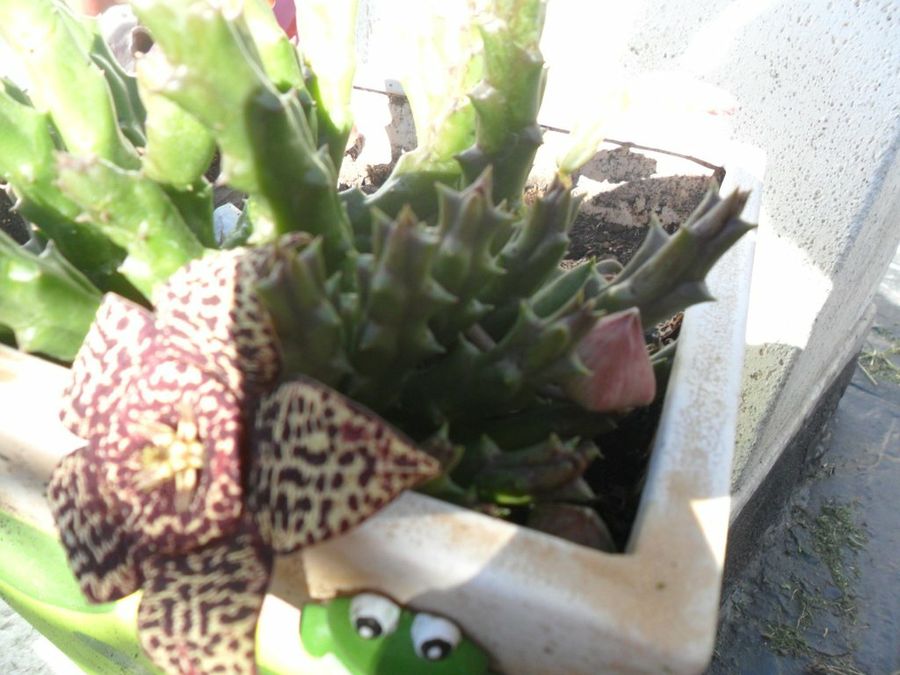 Imagen 2