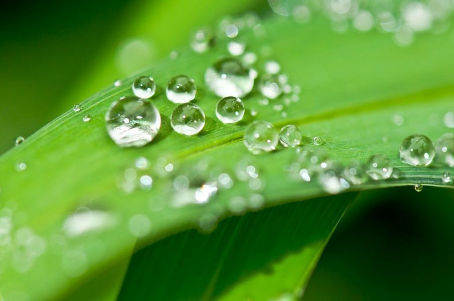 Planta con rocío