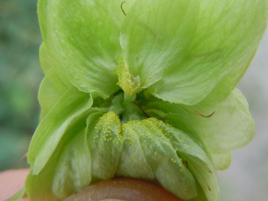 Lúpulo en las manos de un jóven