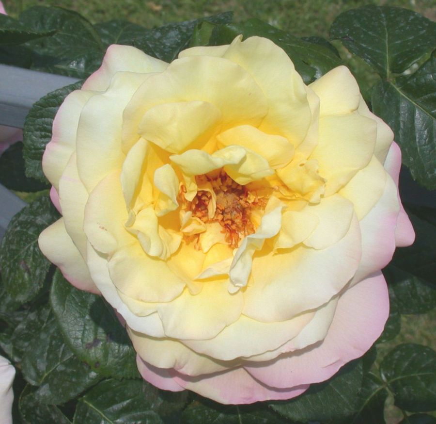 Rosa Gioia