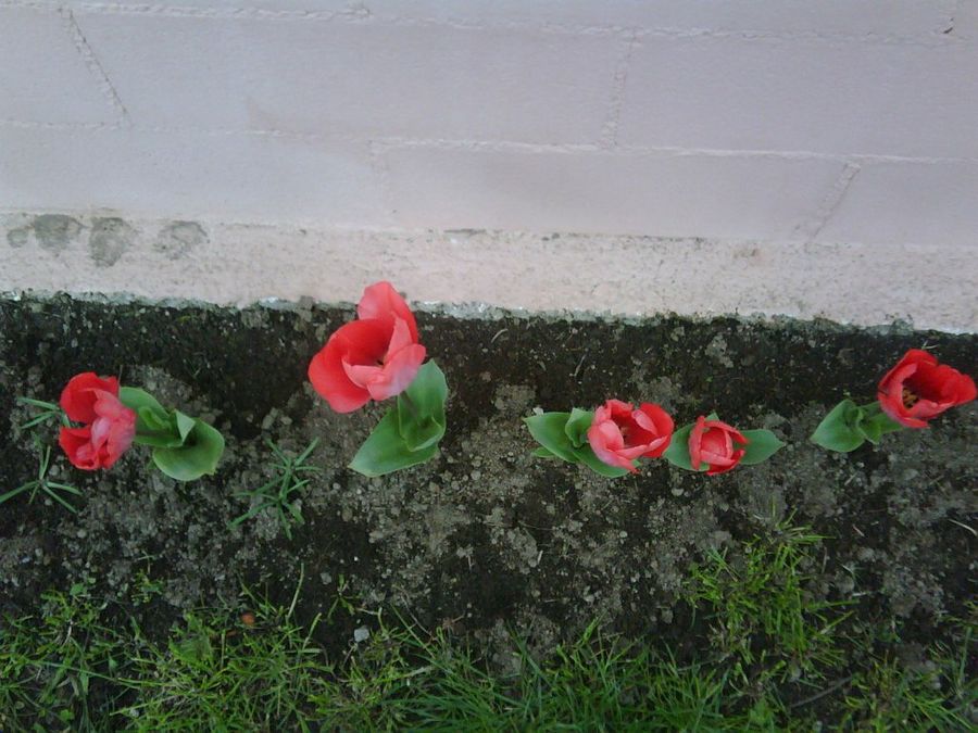 Imagen 20