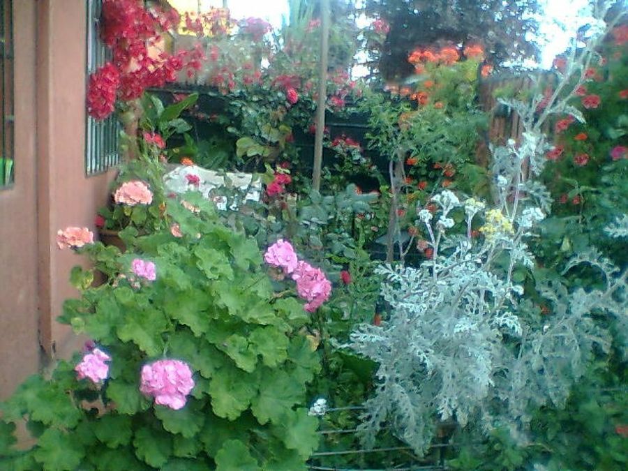 Imagen 2