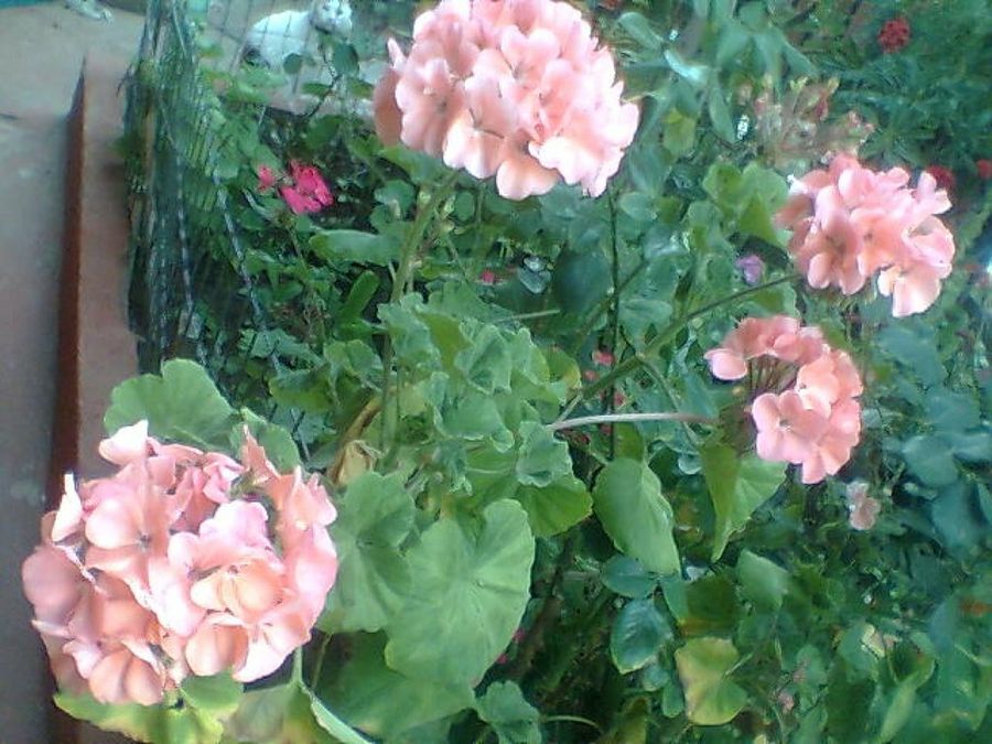 Imagen 6