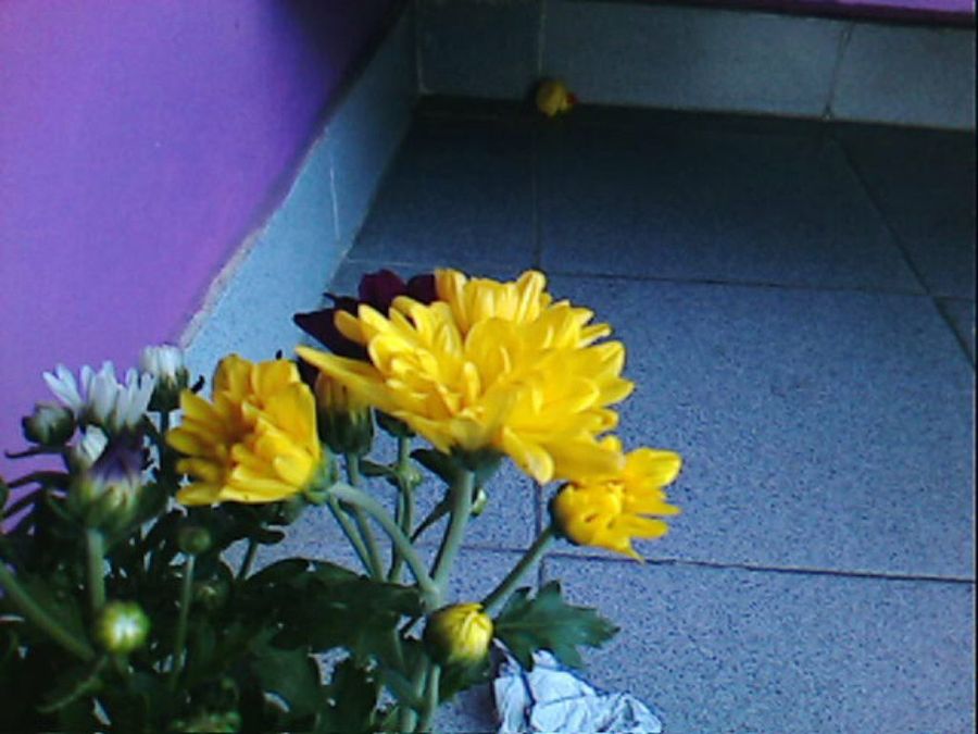 Imagen 2