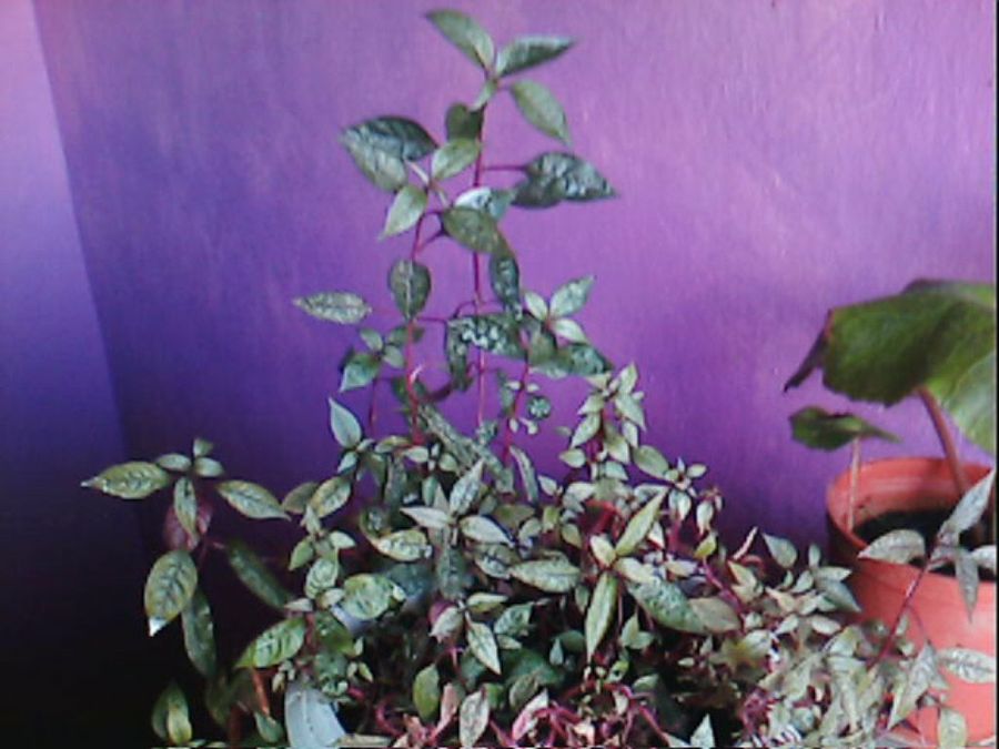 Imagen 6