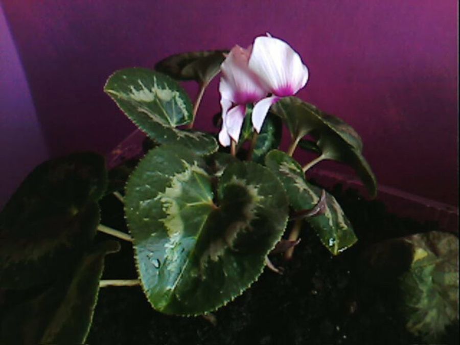 Imagen 8