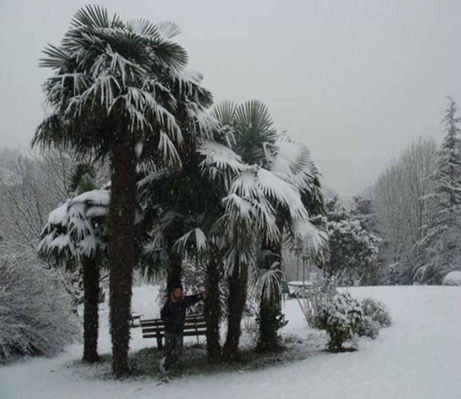 Árboles nevados