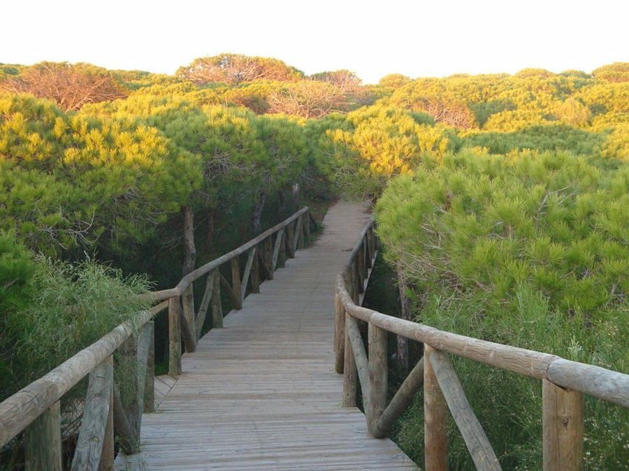 Pinos y mar