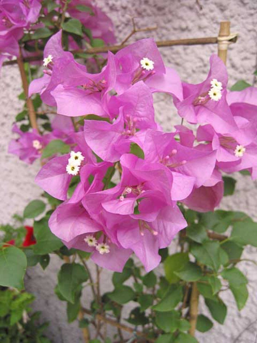 buganvilla