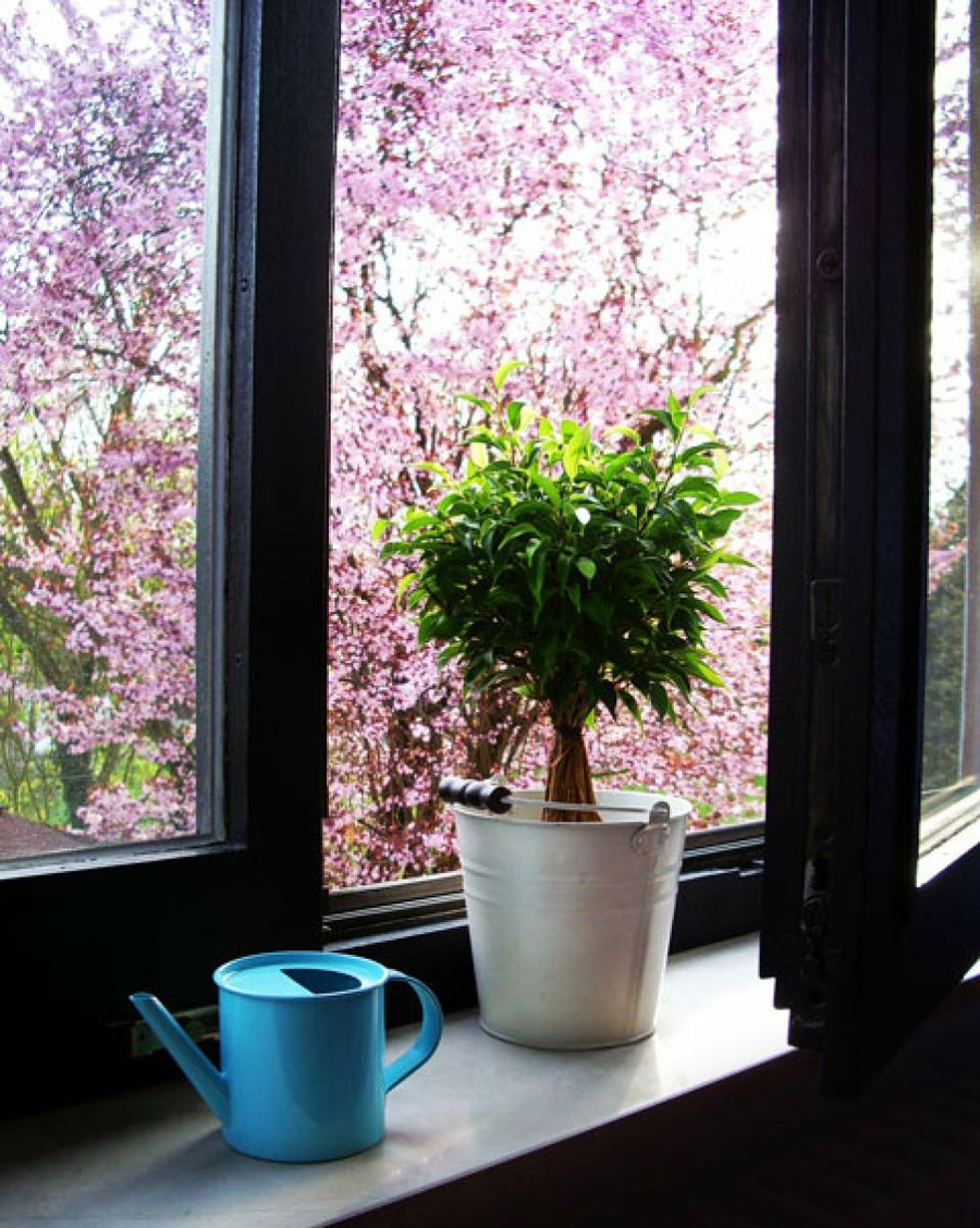 ventana con maceta