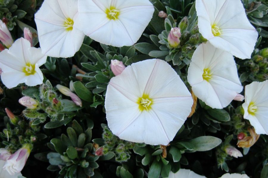 Convolvulus cneorum