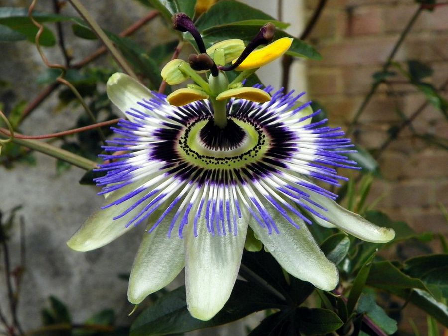 Pasiflora caeruela