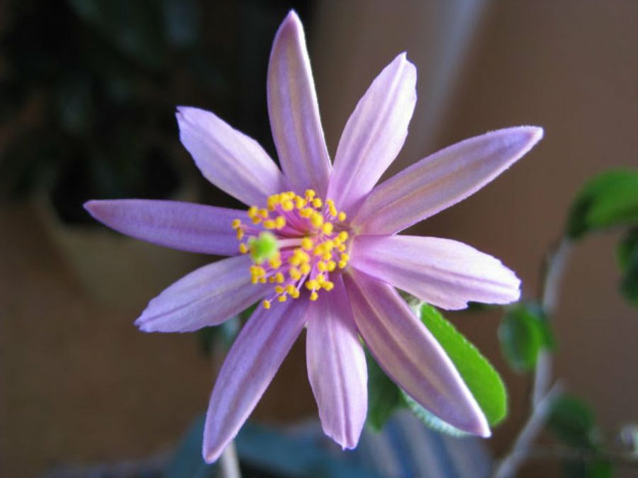 flor