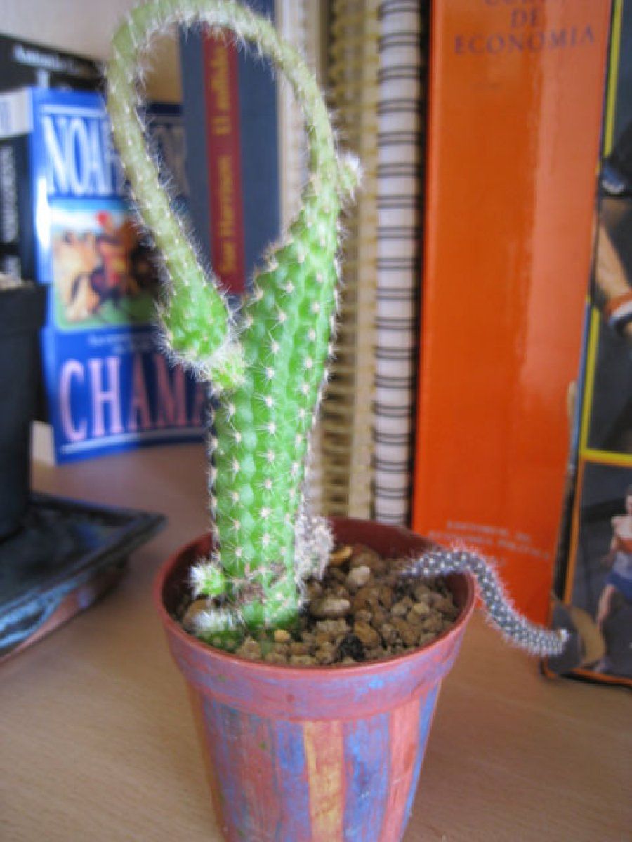 cactus